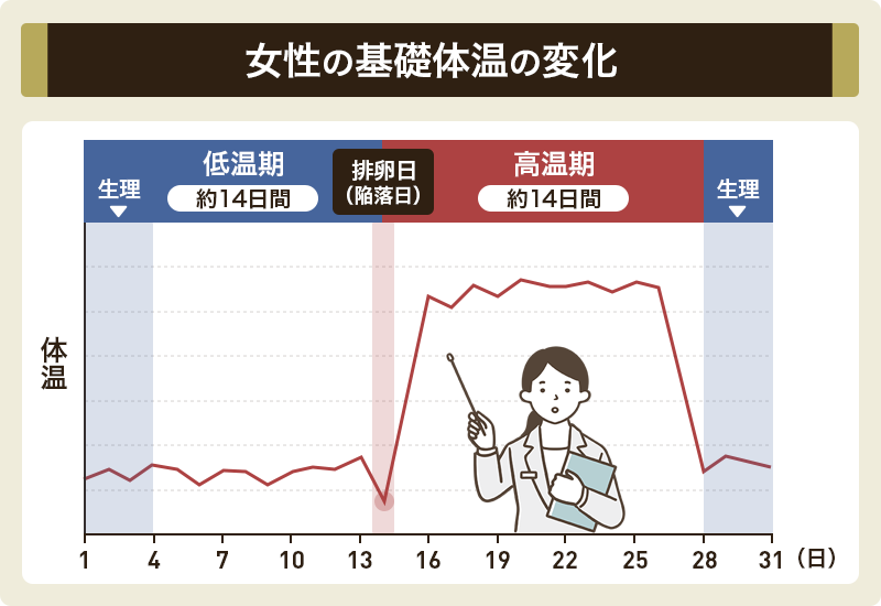 【基礎体温法】下がったグラフが上がりだすタイミングが排卵日