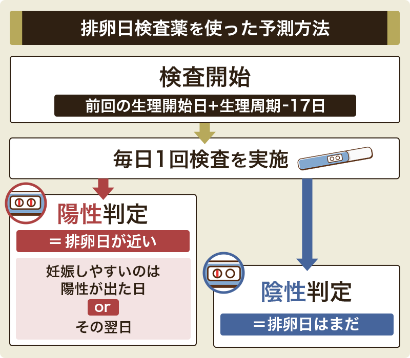 排卵日検査薬を使った予測方法