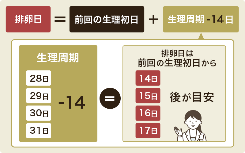 排卵日はいつ？計算で求めるなら生理後2週間が目安
