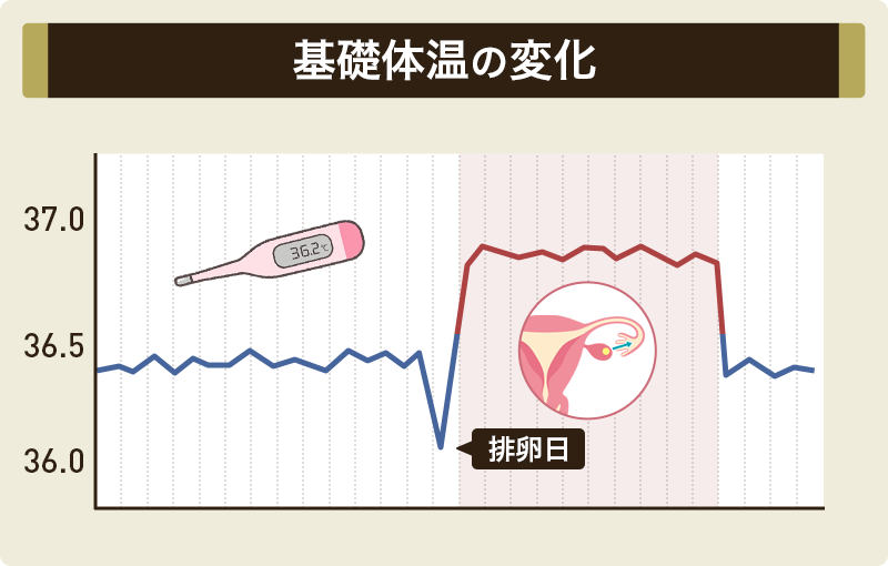 妊娠しやすい時期には基礎体温が下がる