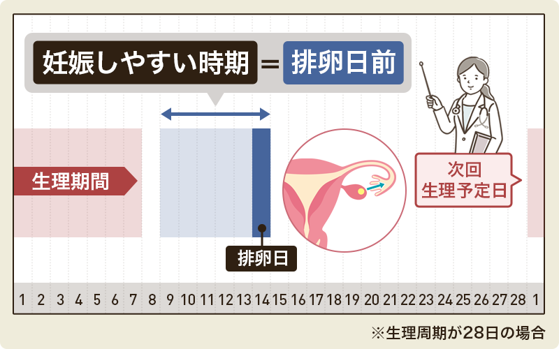妊娠しやすい時期