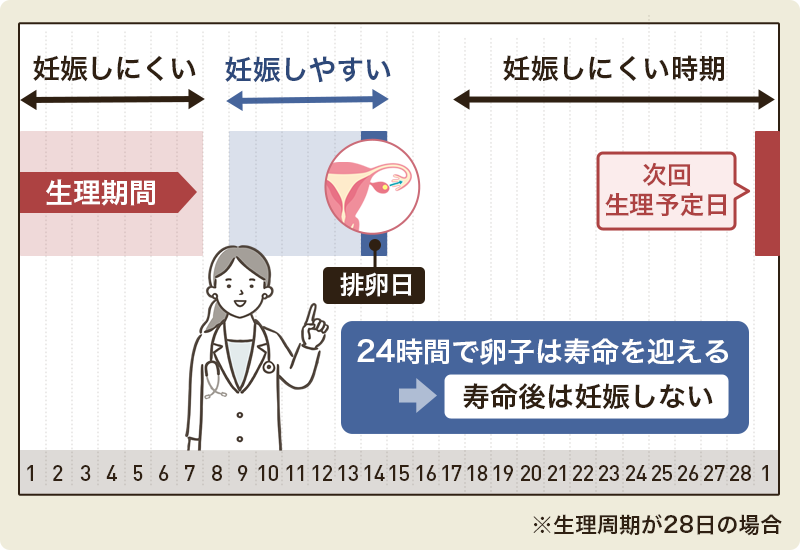排卵日後や生理前・生理後は妊娠しにくい時期