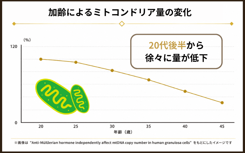 ミトコンドリア量の変化イメージ図